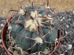 Echinocactus horizonthalonius Jacales, pot 6,5 cm - 12395597