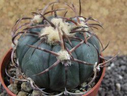 Echinocactus horizonthalonius Jacales, pot 6,5 cm - 12395598