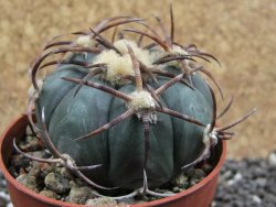 Echinocactus horizonthalonius Jacales, pot 6,5 cm - 12395599