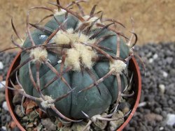 Echinocactus horizonthalonius Jacales, pot 6,5 cm