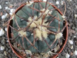 Echinocactus horizonthalonius Jacales, pot 6,5 cm - 12395601