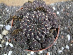 Sulcorebutia pulchra VS 420 pot 6,5 cm