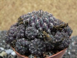 Sulcorebutia pulchra VS 420 pot 6,5 cm - 12395620