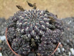 Sulcorebutia pulchra VS 420 pot 6,5 cm - 12395621