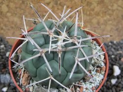 Coryphantha poselgeriana valida SB 288 Cerro Bola pot 6,5 cm