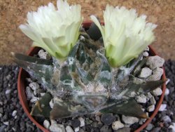 Ariocarpus trigonus elongatus San Antonio pot 9 cm - 12395701