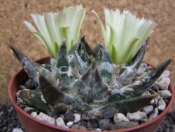 Ariocarpus trigonus elongatus San Antonio pot 9 cm