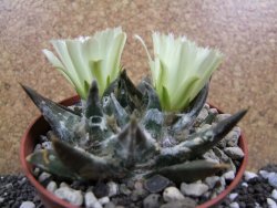 Ariocarpus trigonus elongatus San Antonio pot 9 cm - 12395704