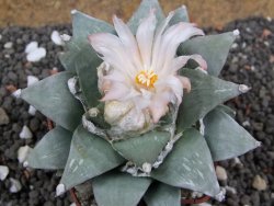 Ariocarpus furfuraceus 7 cm Cites IA