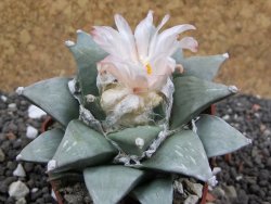 Ariocarpus furfuraceus 7 cm Cites IA - 12395732