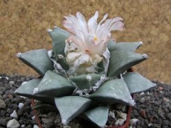 Ariocarpus furfuraceus 7 cm Cites IA - 12395733