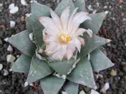 Ariocarpus furfuraceus 7 cm Cites IA - 12395734