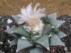Ariocarpus furfuraceus 7 cm Cites IA - 12395735