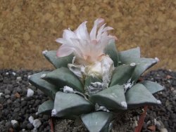 Ariocarpus furfuraceus 7 cm Cites IA - 12395736