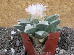 Ariocarpus furfuraceus 7 cm Cites IA - 12395737