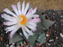 Ariocarpus retusus Huizache L pot 6,5 cm Cites IA