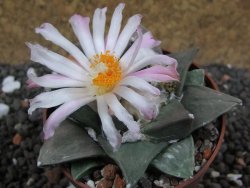 Ariocarpus retusus Huizache L pot 6,5 cm Cites IA - 12395749