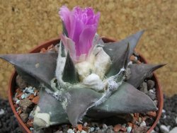 Ariocarpus confusus Aramberi pot 10 cm Cites IA - 12395752