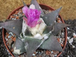 Ariocarpus confusus Aramberi pot 10 cm Cites IA - 12395753