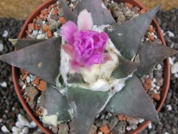 Ariocarpus confusus Aramberi pot 10 cm Cites IA - 12395754