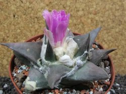 Ariocarpus confusus Aramberi pot 10 cm Cites IA - 12395755