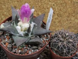 Ariocarpus confusus Aramberi pot 10 cm Cites IA - 12395756