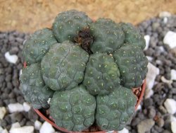 Puna bonniae inermis pot 5,5 cm