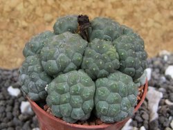 Puna bonniae inermis pot 5,5 cm - 12395772