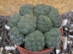 Puna bonniae inermis pot 5,5 cm - 12395773