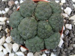 Puna bonniae inermis pot 5,5 cm - 12395774