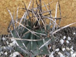 Astrophytum niveum nudum pot 5,5 cm 40 km Cu. Ci. - 12395794