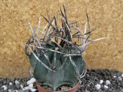 Astrophytum niveum nudum pot 5,5 cm 40 km Cu. Ci. - 12395795