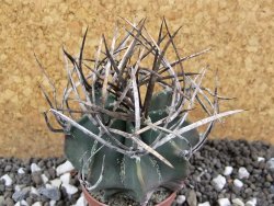 Astrophytum niveum nudum pot 5,5 cm 40 km Cu. Ci. - 12395796