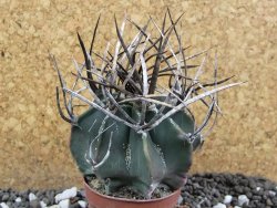 Astrophytum niveum nudum pot 5,5 cm 40 km Cu. Ci. - 12395797