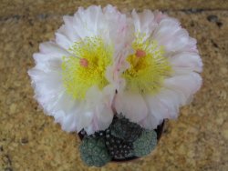 Puna bonniae pot 5,5 cm - 12395820