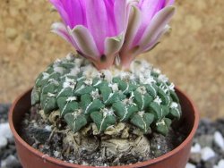 Ariocarpus kotschoubeyanus sladkovskii Rio Verde pot 6,5 cm - 12395902