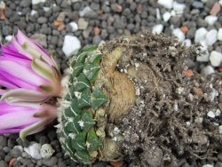 Ariocarpus kotschoubeyanus sladkovskii Rio Verde pot 6,5 cm - 12395903