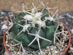 Coryphantha poselgeriana Escalon Chih. pot 5,5 cm