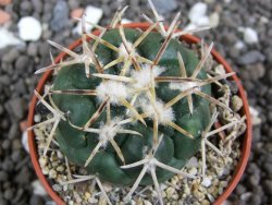 Coryphantha poselgeriana Escalon Chih. pot 5,5 cm - 12395916