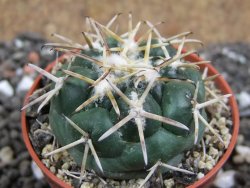 Coryphantha poselgeriana Escalon Chih. pot 5,5 cm - 12395918