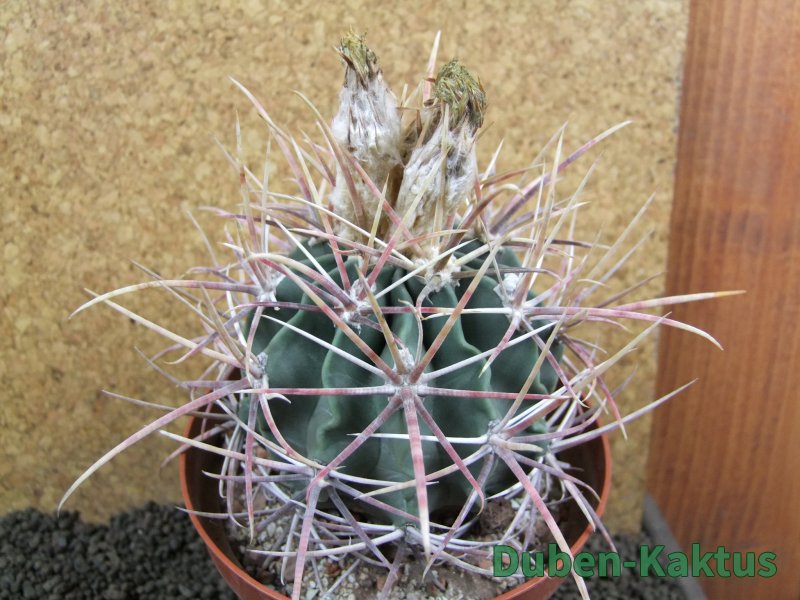 Echinocactus parryi Ciudad Juarez XXL, pot 13 cm