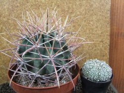 Echinocactus parryi Ciudad Juarez XXL, pot 13 cm - 12395937