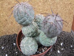 Tephrocactus geometricus XXL 11x10x10 cm - 12395939