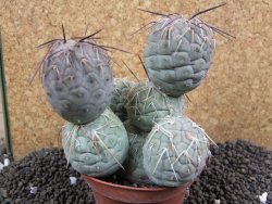 Tephrocactus geometricus XXL 11x10x10 cm - 12395941