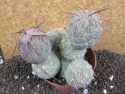 Tephrocactus geometricus XXL 11x10x10 cm - 12395942