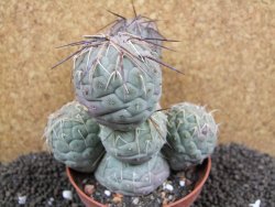 Tephrocactus geometricus XXL 11x10x10 cm - 12395943