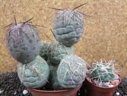 Tephrocactus geometricus XXL 11x10x10 cm - 12395944