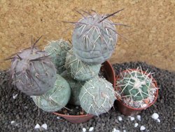 Tephrocactus geometricus XXL 11x10x10 cm - 12395945