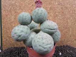 Tephrocactus geometricus XXL 11x11x9 cm