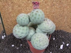 Tephrocactus geometricus XXL 11x11x9 cm - 12395947